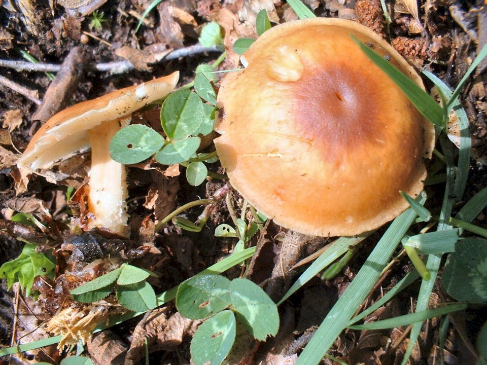 Marasmius oreades e Collybia dryophila